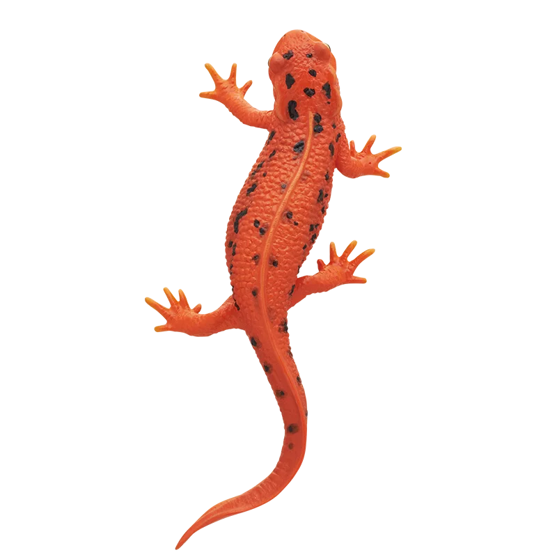 red fire belly Newt