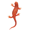 red fire belly Newt
