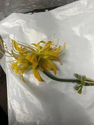 Review image 2