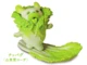 chinese cabbage dog