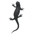 fire belly Newt