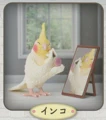 Parakeets