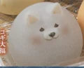 corgi Daifuku