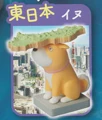 East Japan shiba