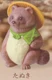 Tanuki