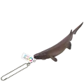 Frill shark