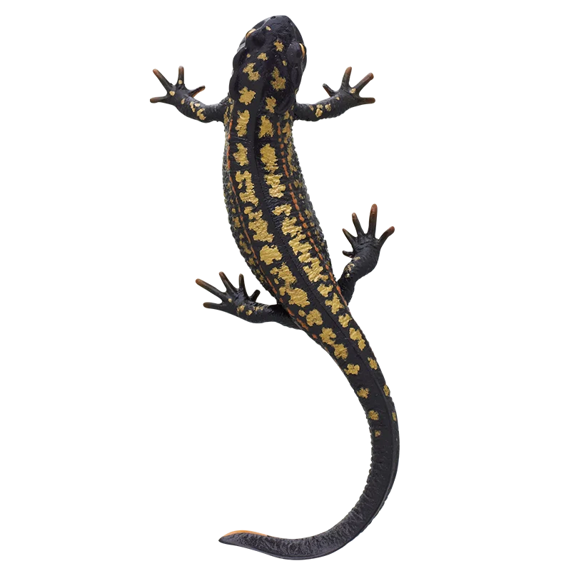 sword tailed Newt