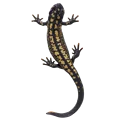 sword tailed Newt