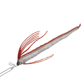 giant Oarfish