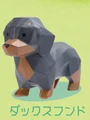 Dachshund