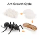 Ant