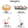 White goose