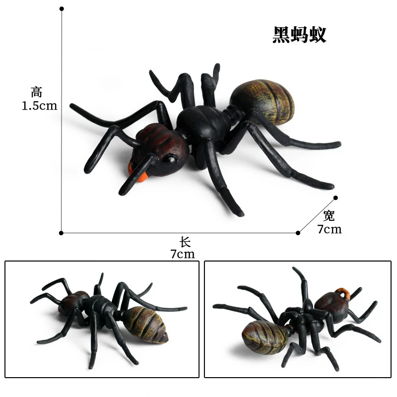 Animal 12
