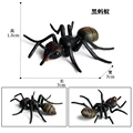 Animal 12