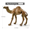 Big Dromedary