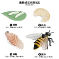Bee - 3