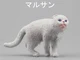 E Scottish Fold