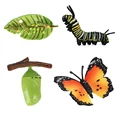Butterfly - 4