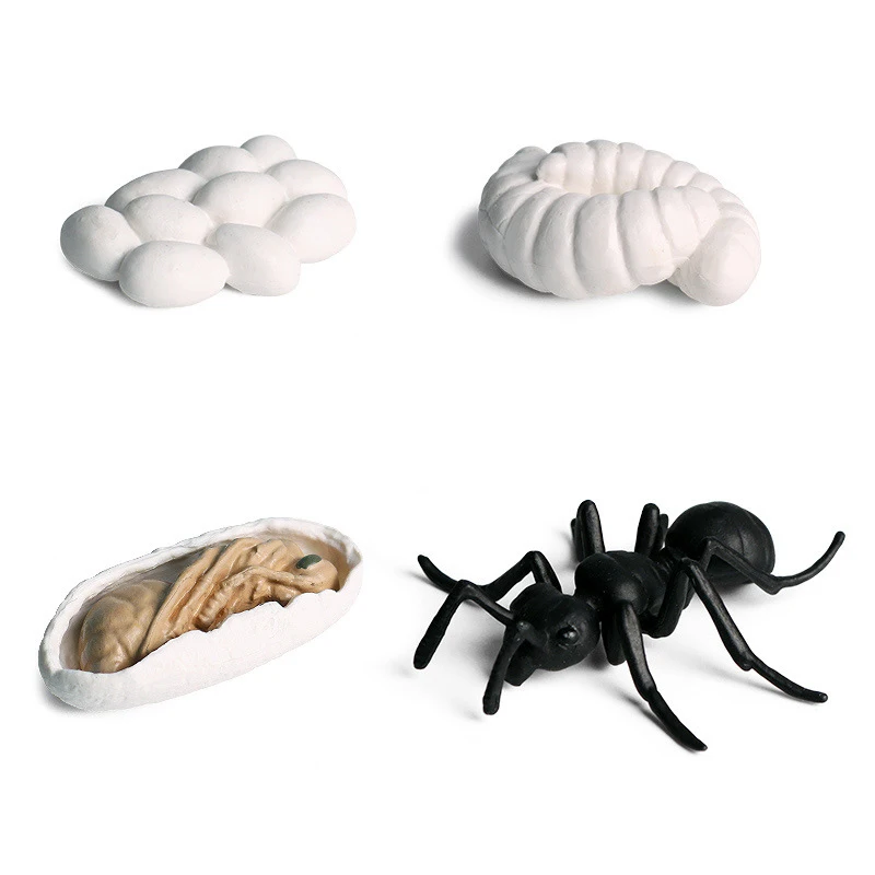 Animal 1