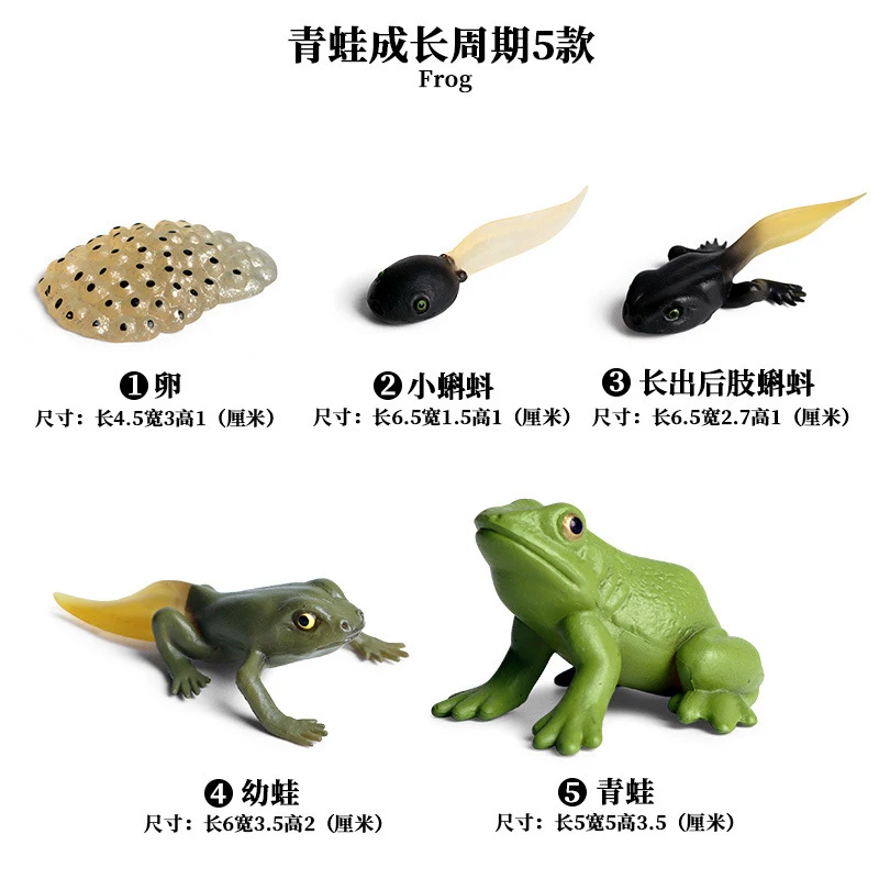 Frog - 1