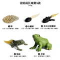 Frog - 1