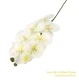 orchid4