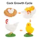 Cock