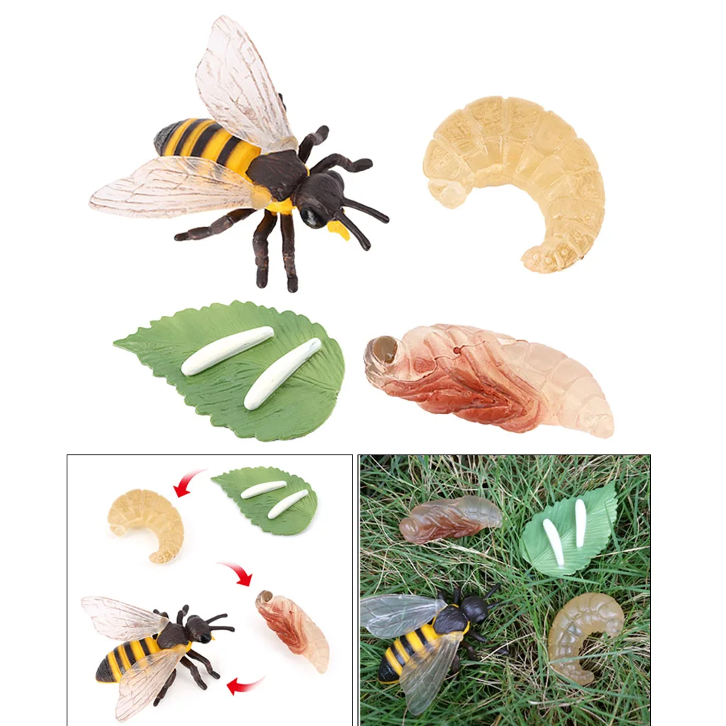 Plastic Kids Insect Bee Growth Life Cycle Figures Education Learning Toys