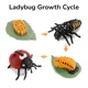 Ladybird