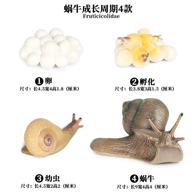 Snails - 1