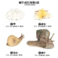 Snails - 1