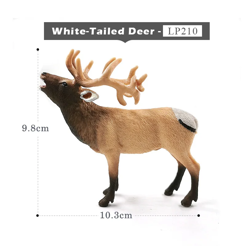 White Tailed Deer