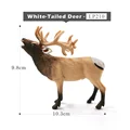 White Tailed Deer