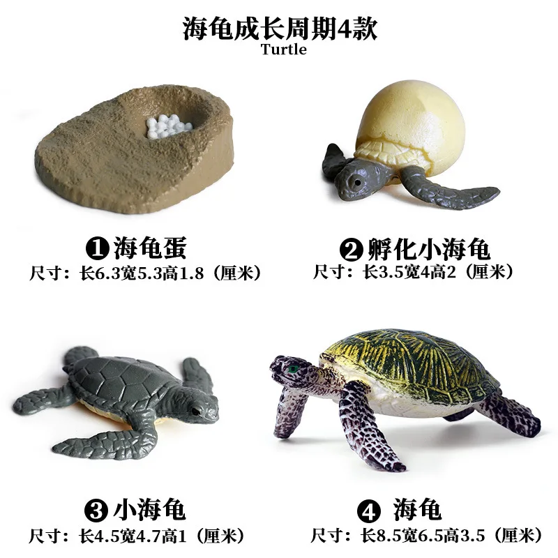 Sea turtle - 2