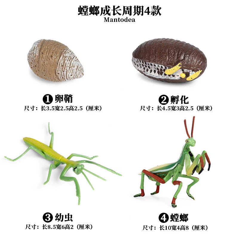 Mantis - 2