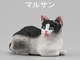 B Japanese Bobtails