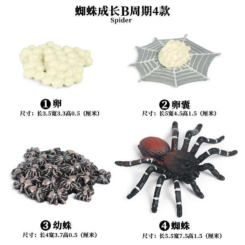 Spider - 5