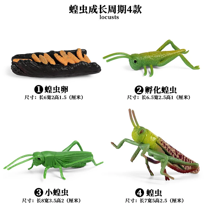 Locust