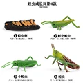 Locust