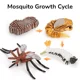 Mosquito