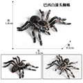 Animal 9