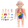 human organ model