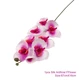 orchid5