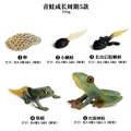 Frog - 2