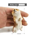 Shiba Inu
