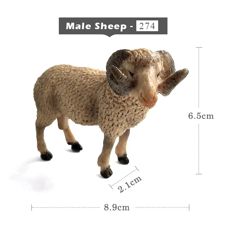 Male Sheep