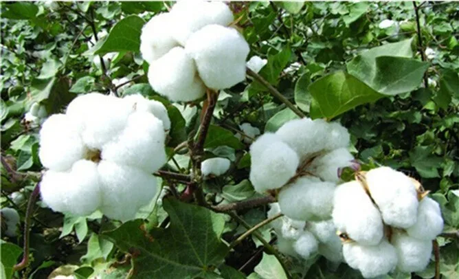 Pantalones bebé - Detalle diseño