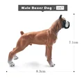 Male Boxer Dog