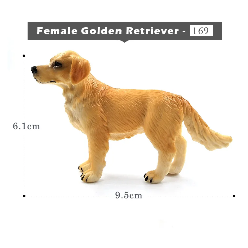 Golden Retriever-b