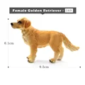 Golden Retriever-b